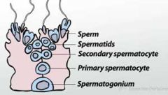Is the process by which the male gametes, called sperm, are created.