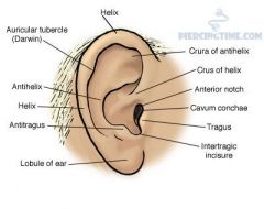 - ear lobe or lobule


- the tragus


- the helix