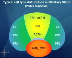 Cell Types in central and peripheral distribution
