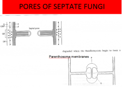 Pores of septate fungi