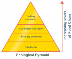 A graphical representation designed to show the biomass or bio productivity at each trophic level in a given ecosystem