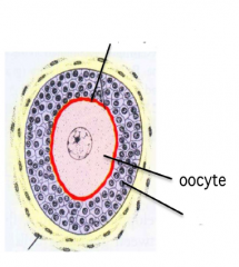Cells that surround the oocyte release glycoproteins that form the zona pellucida.