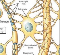 Astrocytes