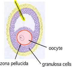 The space that develops in the granulosa cells as the follicle continues to develop.