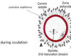 Commences only during ovulation to generate haploid cell.
Second meiosis only completes upon fertilization.