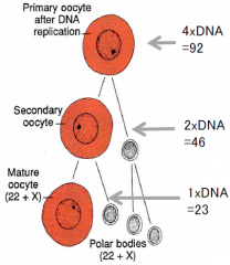 Complete meiotic development of an oocyte results in 3 nonviable polar bodies;
All 4 cells have all chromosomes 22+X chromosome
In general, only one oocyte released per ovulation cycle.