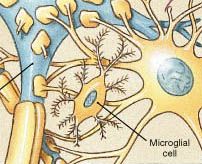Microglial