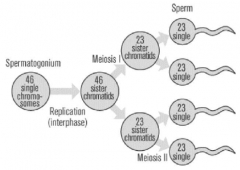 Spermatogonium cells undergo the two standard meiotic divisions to produce 4 viable spermatids, which later mature into spermatozoa
2 with 22+X chromosomes
2 with 22+Y chromosomes