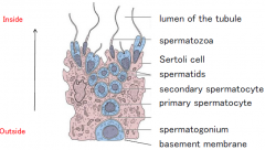 Site of sperm development. 
Organized with precursor cells on the outside, with more differentiated cells closer to the lumen.
