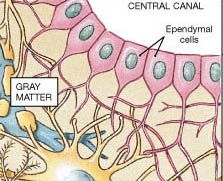 ependymal cells