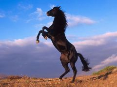 having or showing liveliness
EX: The spirited horse galloped playfully across the golden fields.
 