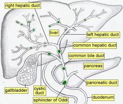 Bile travels through hepatic ducts into the common hepatic duct, eventually into 	the common bile duct, travels through head of pancreas
		-->joins the pancreatic duct 
		-->Spincter of Oddi controls flow after joining