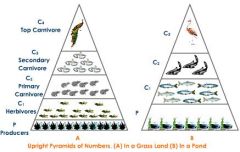 A pyramid of biomass shows the total mass of organisms at each stage of a food chain.