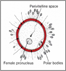 This forms a space between the egg membrane and the zona pellucida, called the Perivitelline space, where digestive enzymes are released.
Prevents additional sperm from entering.