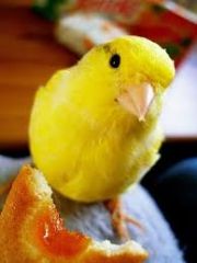 to become smaller or thinner towards the end
EX: My pet canary Lemon's beak tapers.
 
 
