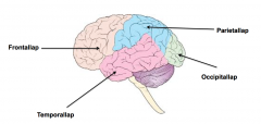 4 hjernelapper:


- Frontallap
- Perientallap
- Temporallap
- Occipitallap