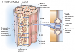 1.) Transverse (T) tubules: invaginations of the muscle cell that form radially projecting tubules, which penetrate the muscle fibers and myofibrils at the A and I bands of the sarcomere.

2.) The T tubules associate with 2 cisternae, specialize...