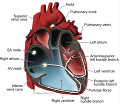 Højre og venstre atrium (forkammer) + højre og venstre ventrikel (hjertekammer) 