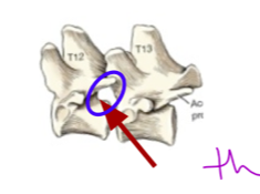 The vertebral notches of a forward vertebrae and the ones of the one directly following it