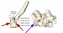 head of rib connects to caudal portion of one vertebrae to the cranial portion of another. The rounded head has two facets the areas of articulation are called the caudal coastal fovea ON THE BODY 