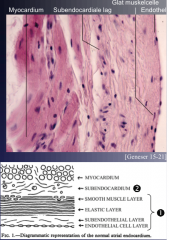 Det beklæder den indvendige overflade af hjertet
1) affladede endothelceller, der ligger på et lag af tæt kollagen bindevæv med mange elastiske fibre og bundter af glatte muskelceller
- er tykkere i atrier end i ventrikler
2) Det subendocardi...