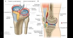 11 bursae
The suprapatellar bursa communicates with the synovial joint cavity.