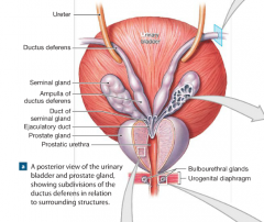 "vans deferens"
begins at the tail of the epididymis
-transports sperm to urethra
-store sperm for several months (sperm are in temporary state of inactivity with low metabolic rates)