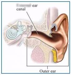 OUTER EAR CANAL