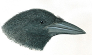 Type of beak. Raven