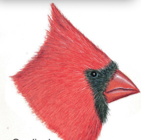 Type of beak. Cardinal
