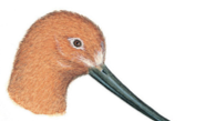 Type of beak. American avocet