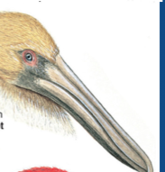 Type of beak. Pelican