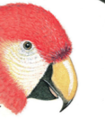 Type of beak. Parrot