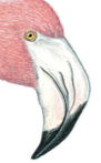 Type of beak. Flamingo