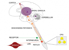 cerebral cortex
basal ganglia 
cerebellum


simple reflex arc
LMN 
CPG