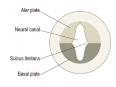 divided into ananterior (ventral) region
a posterior (dorsal) region


the dividingline being the sulcus limitans