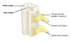 Motor axons grow out of the anterior part
of the spinal cord to form the ventral (motor) spinal nerve roots. 
Sensory
neurones grow into the posterior aspect of the cord forming the dorsal
(sensory) spinal nerve roots.

