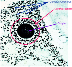 dense protecting cells surrounding oocyte nearby