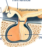 pituitary gland

top to bottom