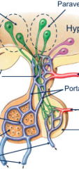 hypothalamic hyophyseal portal system

clockwise