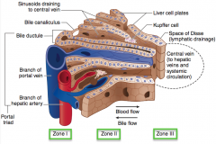 - Zone I: periportal zone
- Zone II: intermediate zone
- Zone III: pericentral vein (centrilobular) zone