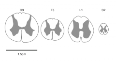 Cross sections
at different cord levels show that the cervical region contains the most white
matter because of all the descending and ascending pathways present at this
level. 


Whereas in the
lowermost part of the spinal cord most of the...