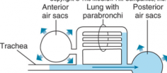 Air down trachea to posterior to air sacs
