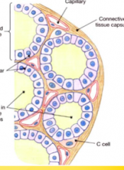 parafollicular cells