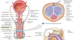 -underlying areolar tissue of the penis allows the thin skin to move without distorting underlying structures. 
-prepuce = foreskin
 