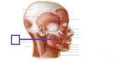 Proximal: zygomatic archDistal: coronoid process, angle, and ramus of mandible
Action: elevates and protracts mandible, jaw closure

