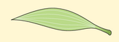 usually grasses or cereals like maize. Another example is palm trees. Leaves have parallel veins. Grasses and cereals have long, narrow leaves. Have one cotyledon (seed leaves) in each seed.