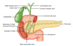 - L & R Hepatic Ducts drain bile from liver into Common Hepatic Duct
- Common Hepatic Duct takes bile to be stored in gallbladder via Cystic Duct or to drain into Duodenum via Common Bile Duct