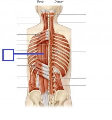 One side: laterally flexes the vertebral column
Both sides: extends vertebral column
