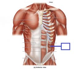 one side: laterally flexes vertebral column
both sides: flexes vertebral column & compresses abdominal wall